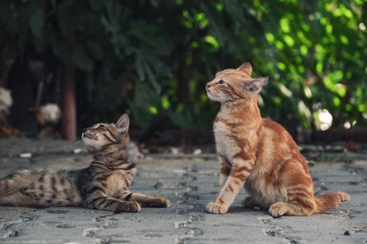 Two adorable kittens sitting and observing their surroundings on an outdoor pavement.