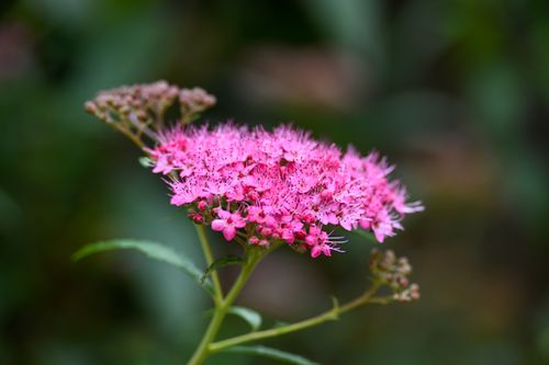 Free Close-up of vibrant pink Spirea blossoms in full bloom, showcasing delicate floral details in a summer garden setting. Stock Photo