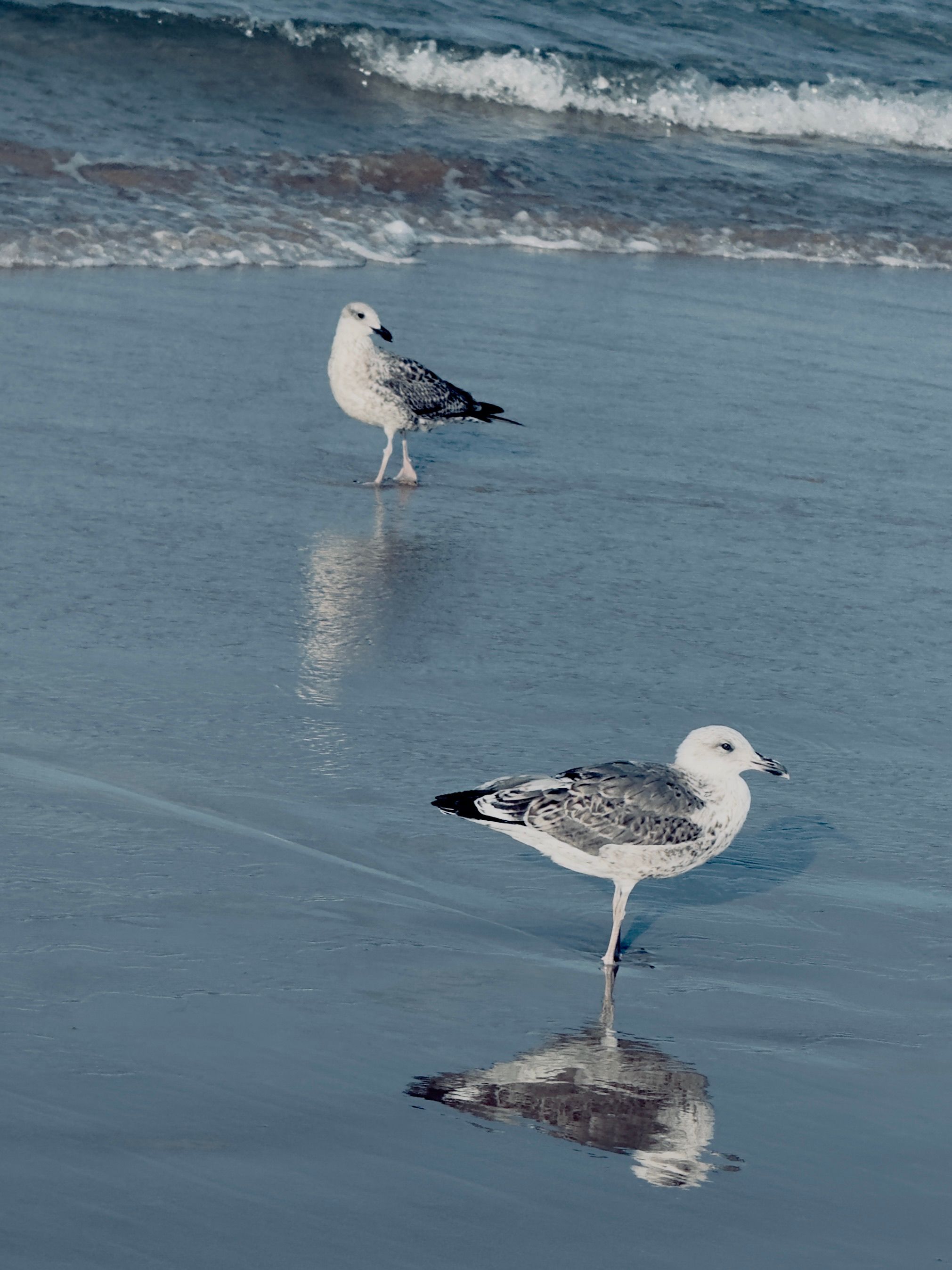 Two seagulls reflected on a serene winter beach in Costa da Caparica, Portugal.