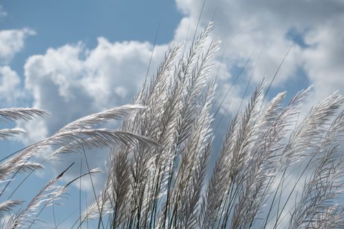 Free Close-up of wispy grass swaying under a bright blue sky with fluffy clouds. Stock Photo