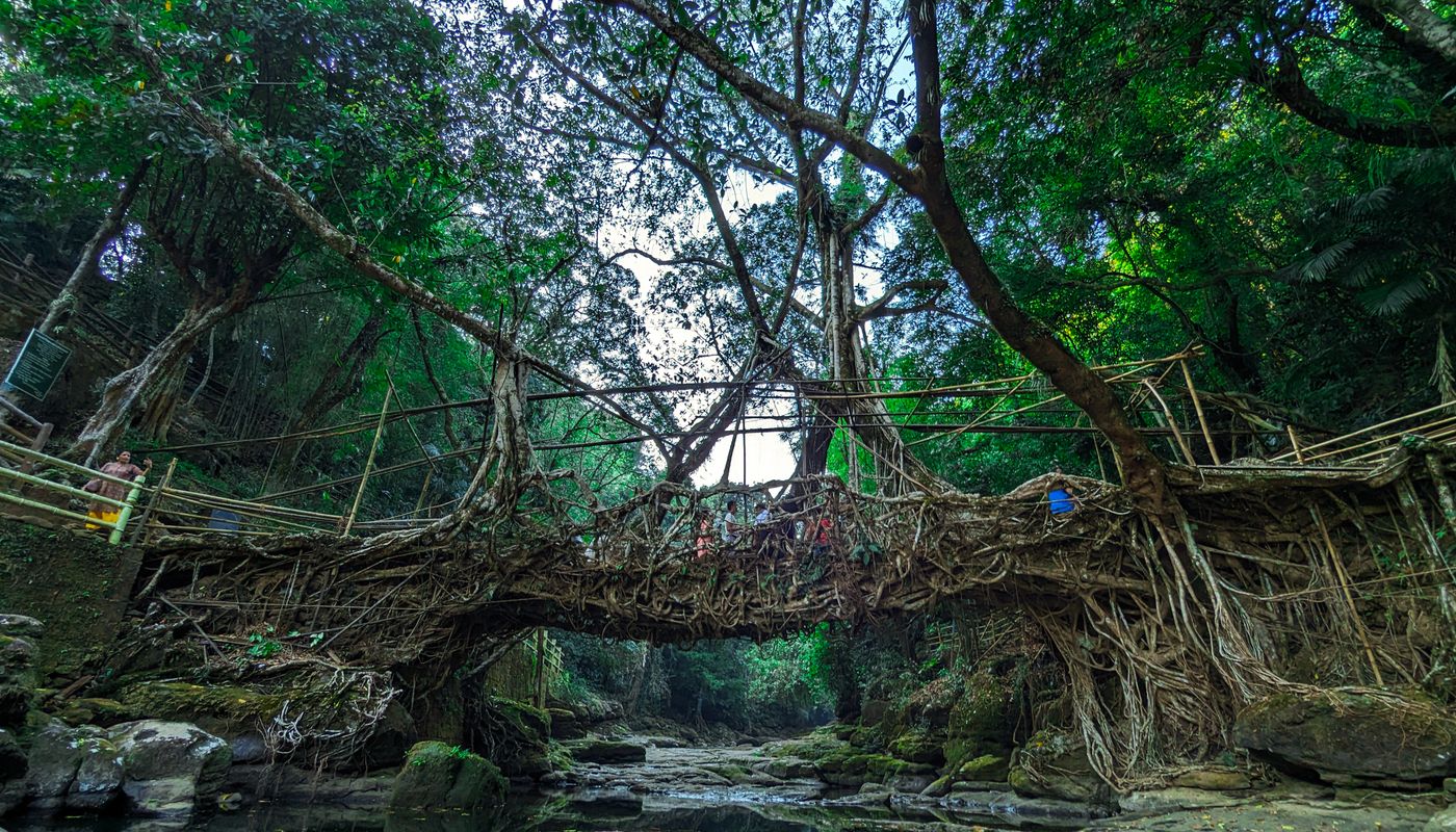 Double Decker Living Root Bridge in Meghalaya