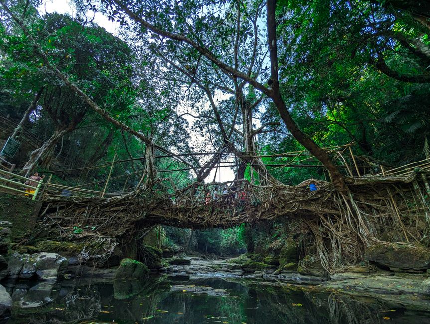 Living root bridge, Meghalaya