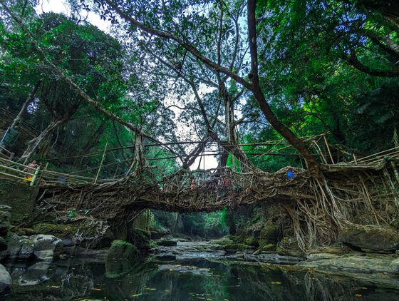 Mawsynram & Nongriat Root Bridges