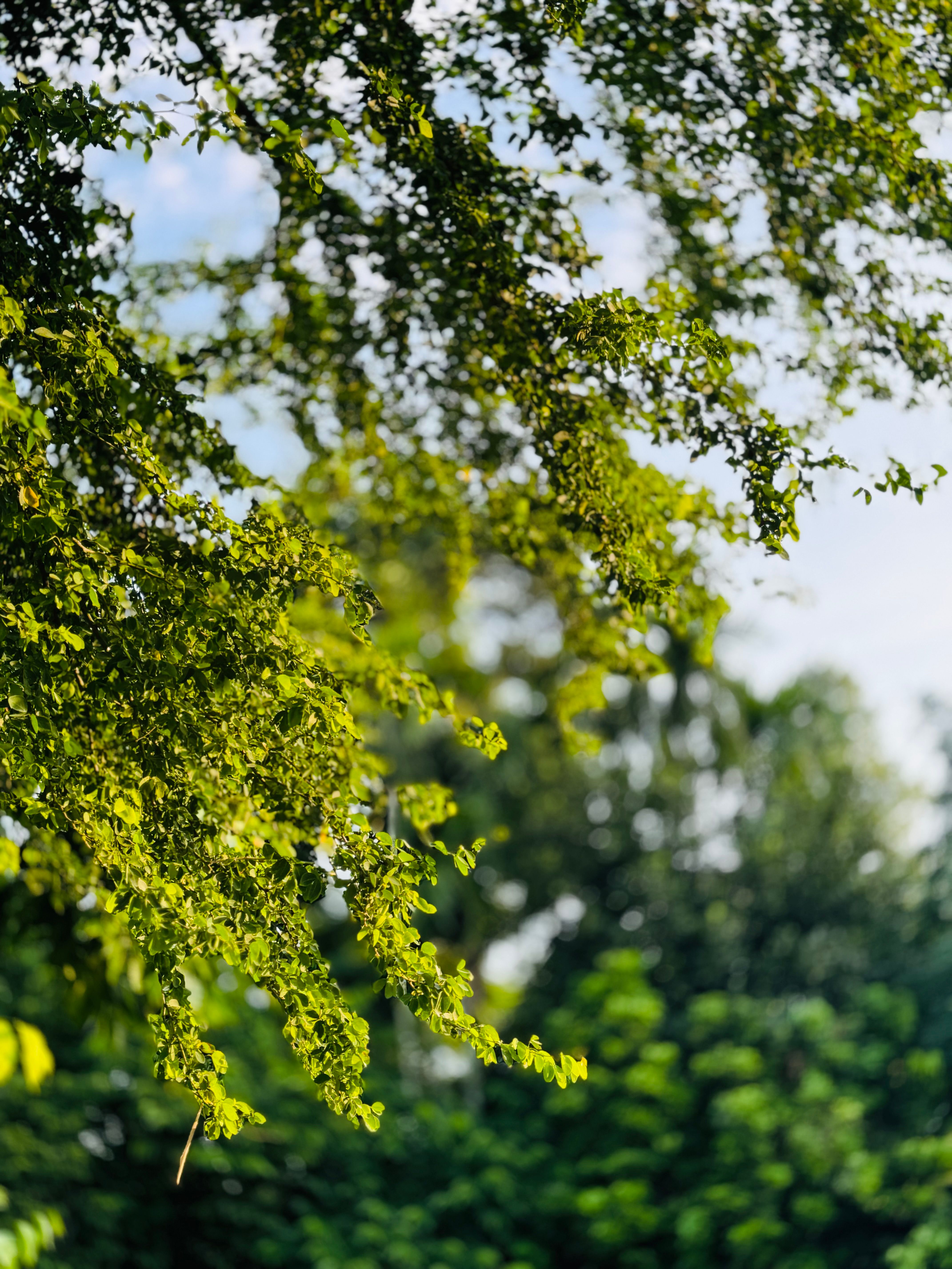 A close up of a tree with green leaves · Free Stock Photo
