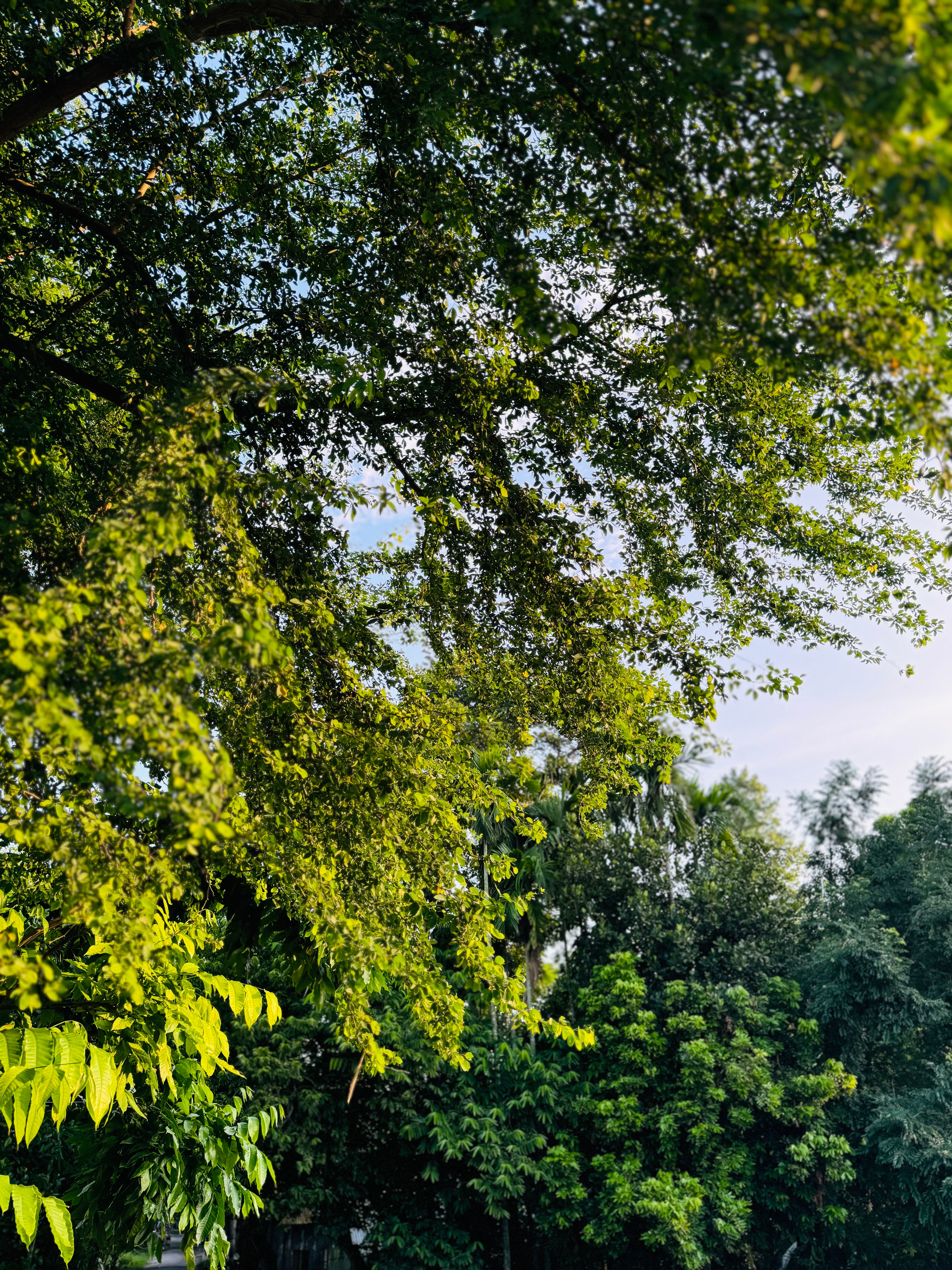 Fotomural Dosel de árboles verde vibrante contra un cielo azul claro en un parque de verano pacífico.
