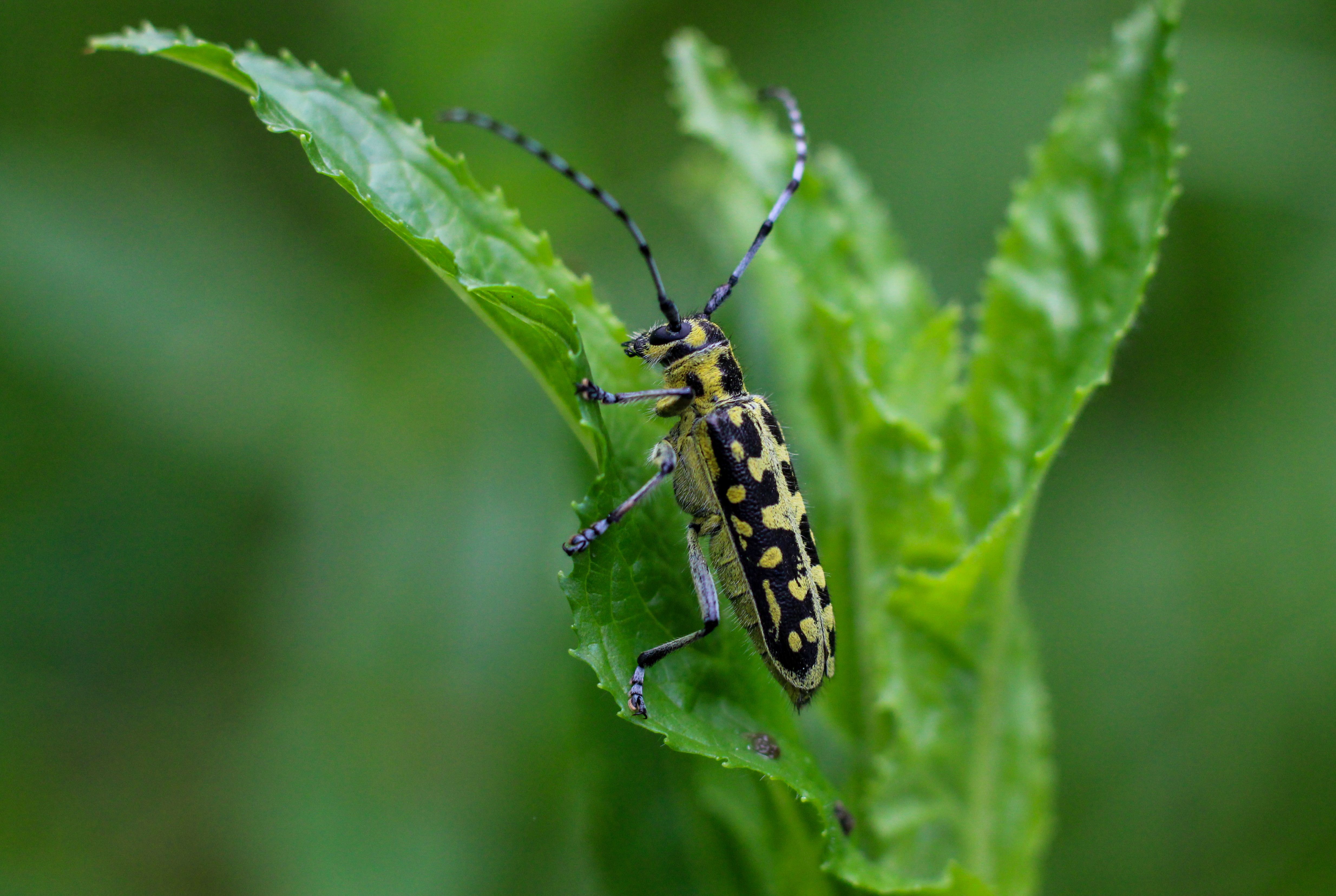 close up of a yellow longhorn beetle on a green leaf · Free Stock Photo