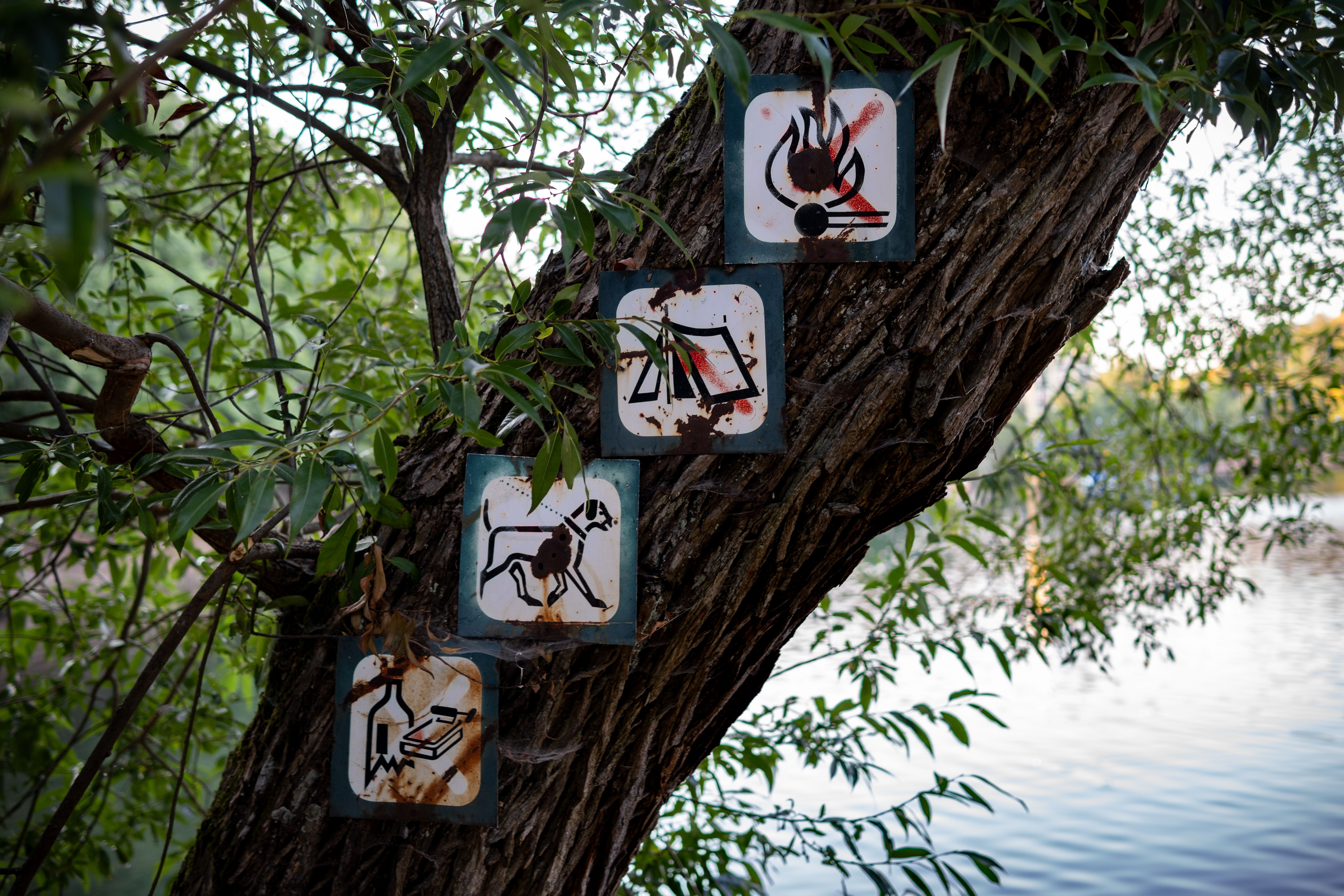 Rusty no camping, no fire, and no swimming signs on a tree by a lake.
