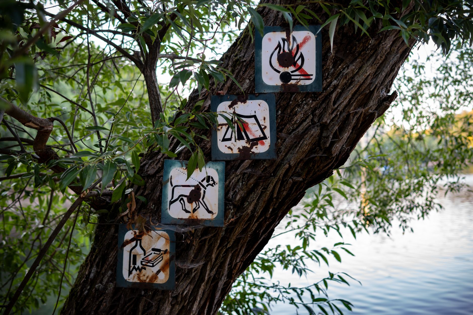 Rusty no camping, no fire, and no swimming signs on a tree by a lake.