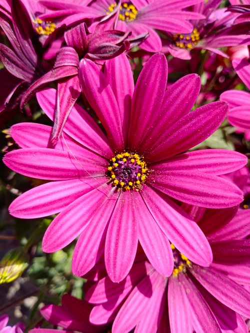 Free Up-close view of a vibrant pink African Daisy in full bloom during summer. Stock Photo