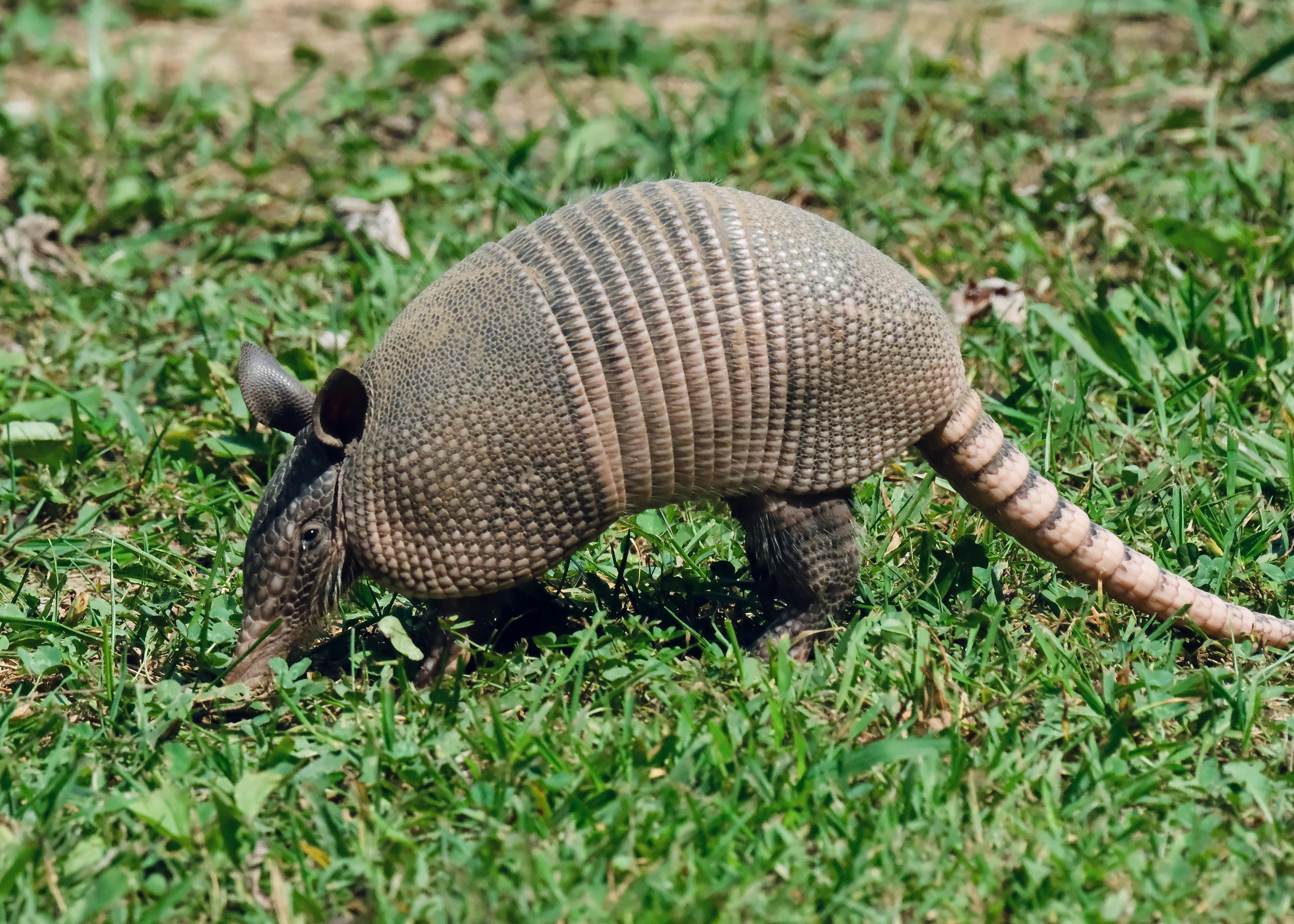 nine banded armadillo