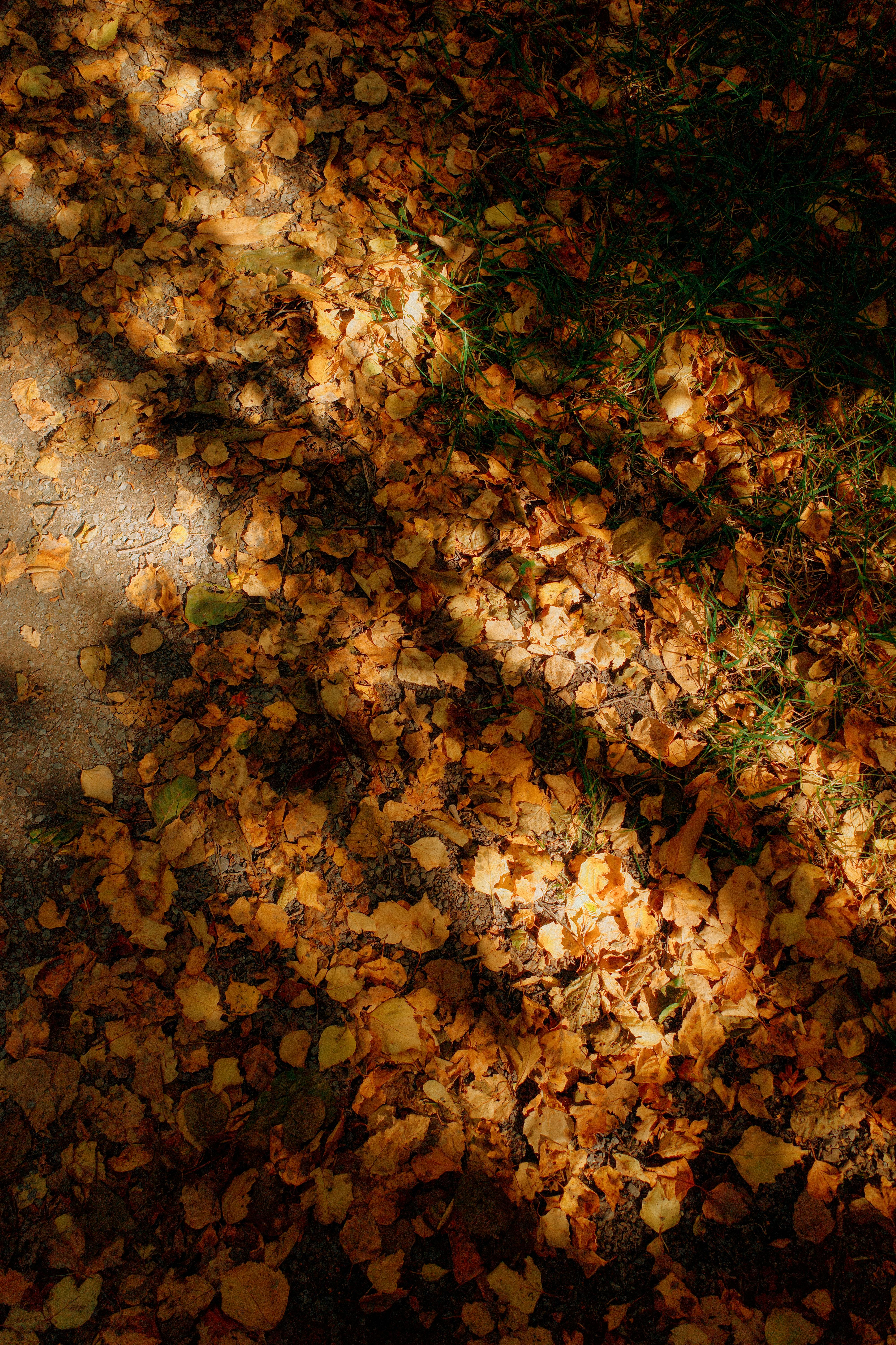 Golden autumn leaves casting shadows on a forest floor, creating a textured landscape.