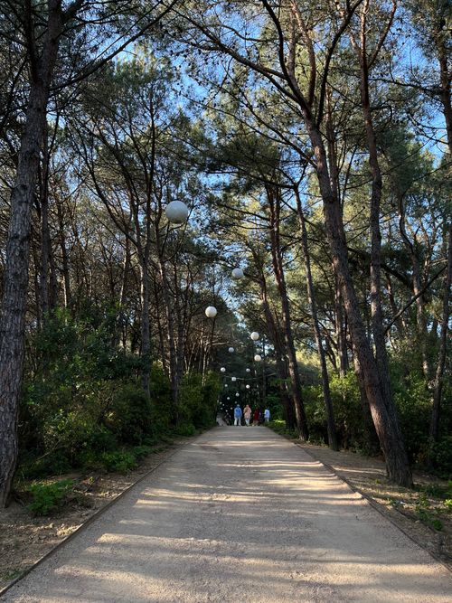 Free A serene forest path with tall trees and hanging lanterns on a sunny day, inviting tranquility. Stock Photo