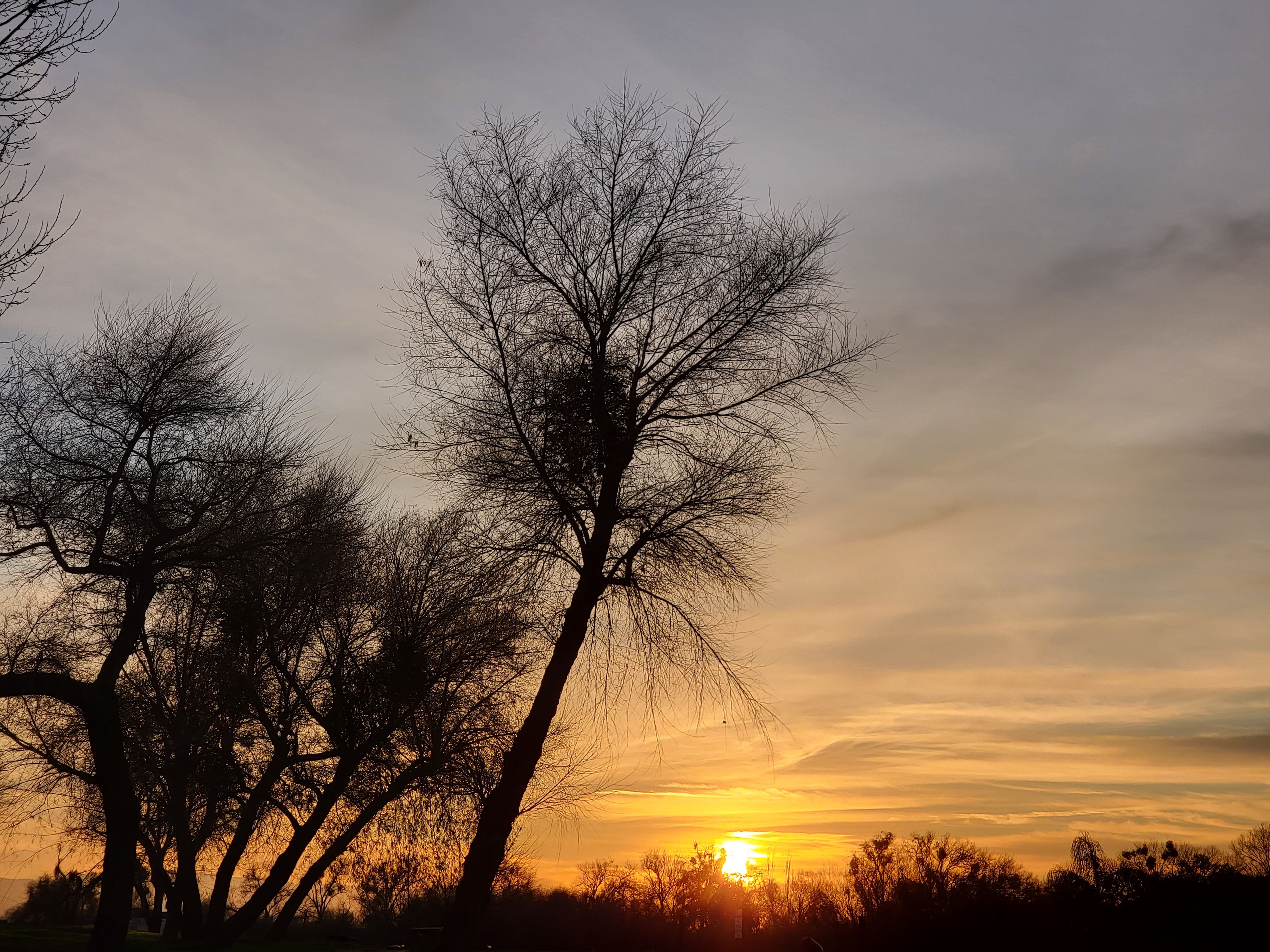 A stunning sunset view with silhouetted bare winter trees under a golden sky.