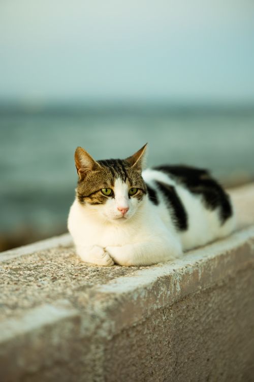 Free Charming cat lying on a ledge by the sea in İstanbul on a sunny day. Stock Photo