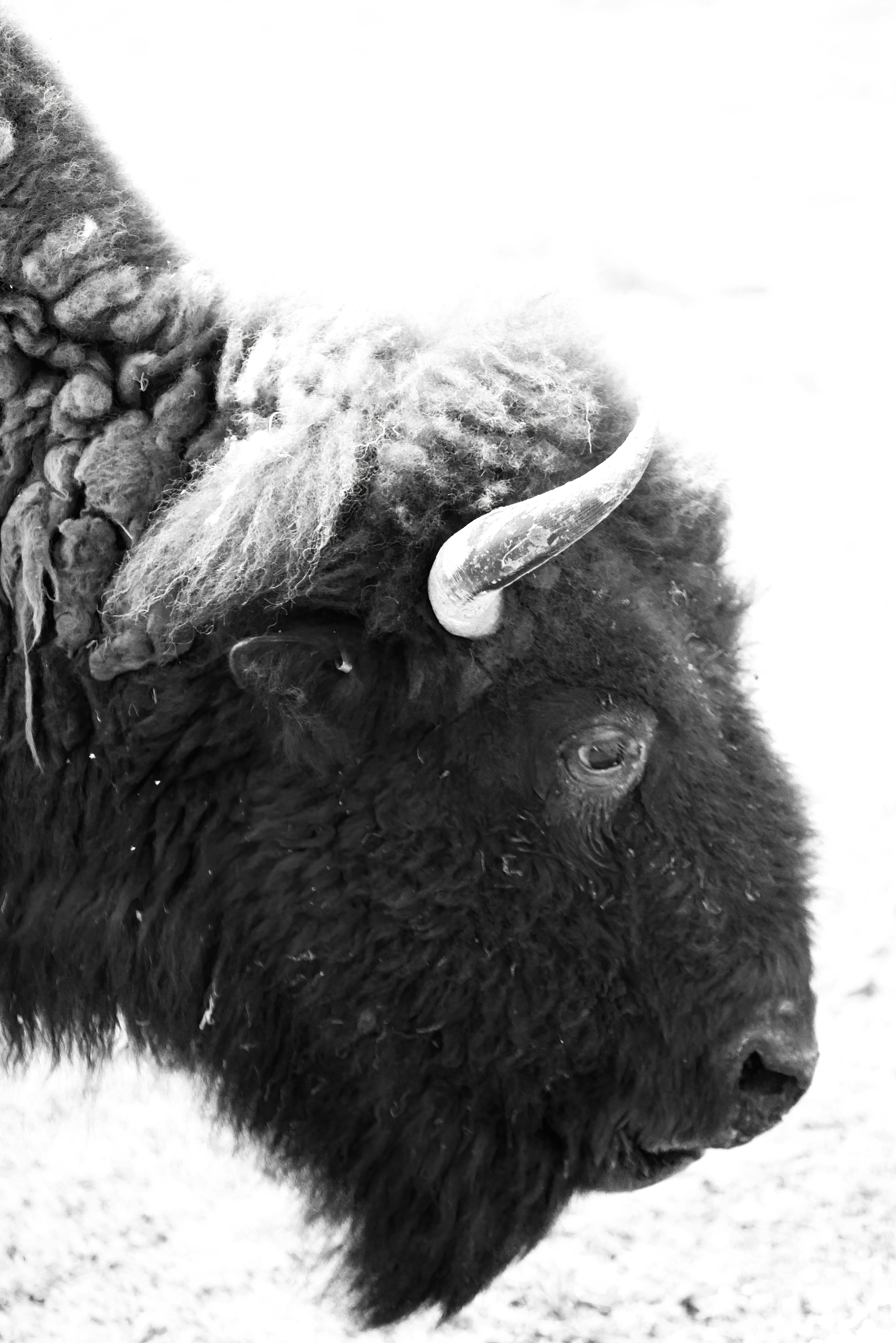 grátis Foto profissional grátis de animais selvagens, animal, animal grande Foto profissional