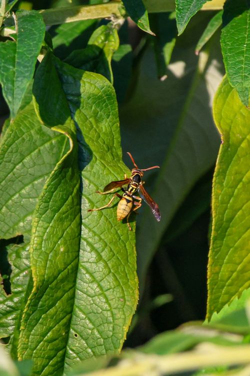 Free Macro photo of a wasp resting on a vibrant green leaf in summer sunlight. Stock Photo