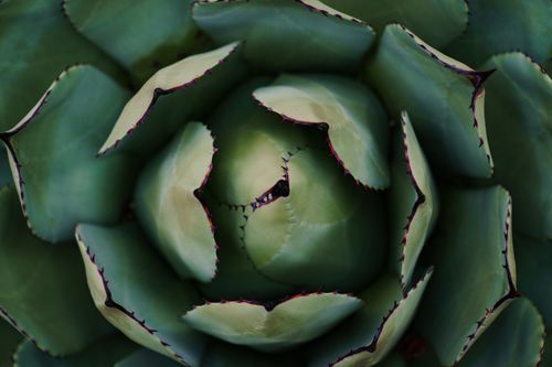 Free Detailed close-up of a vibrant green succulent plant with sharp prickly edges, highlighting nature's intricate patterns. Stock Photo