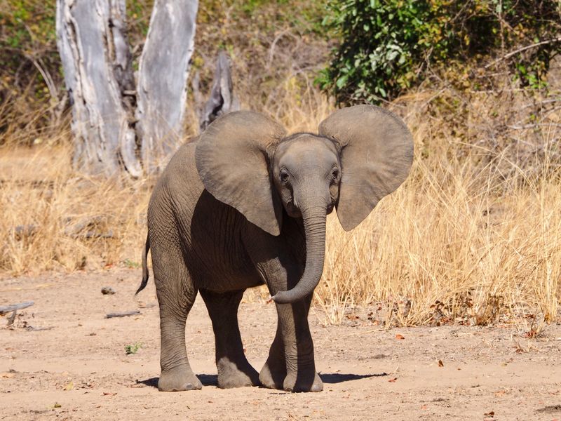 South Luangwa &amp; Elephants