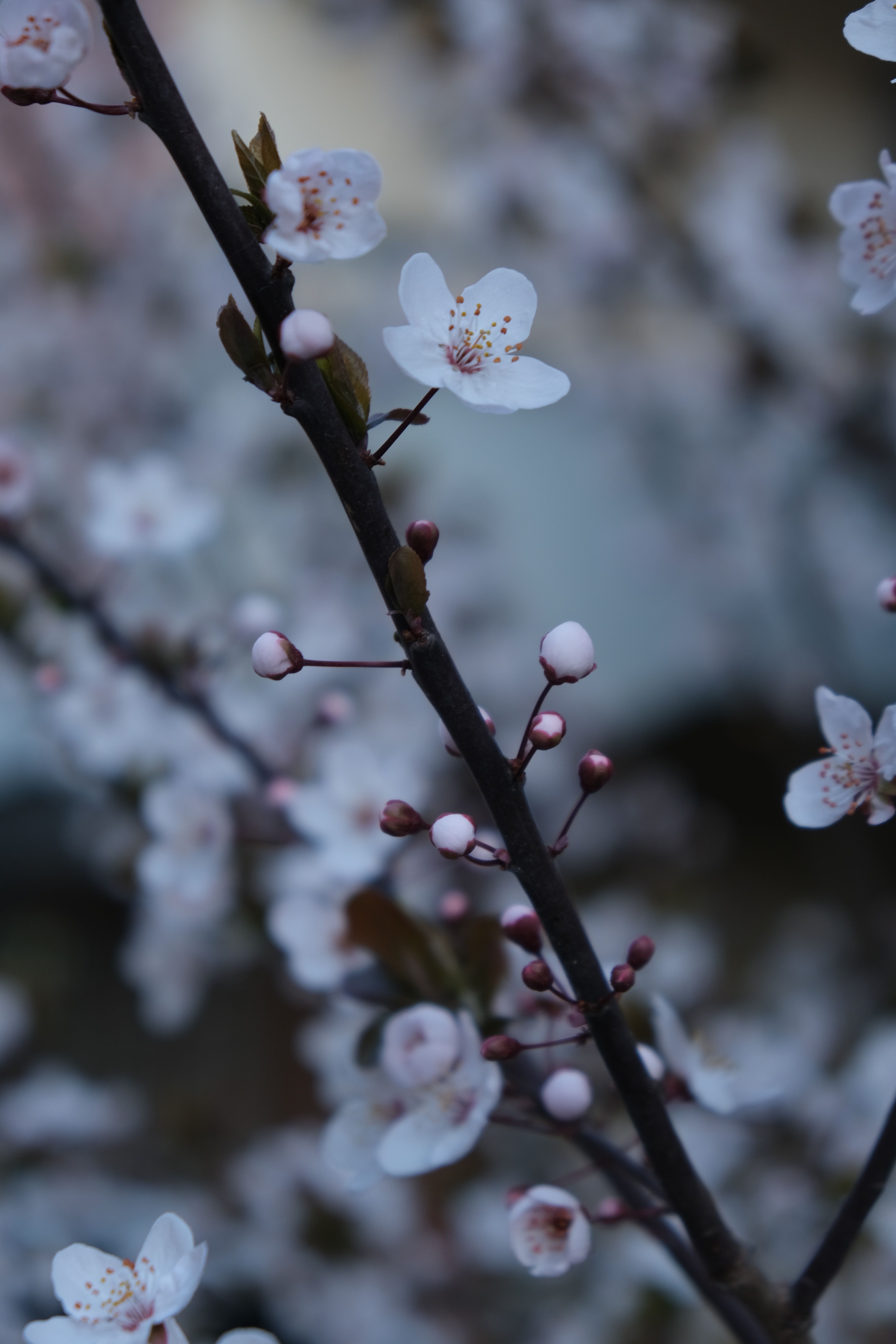 A close up of a cherry blossom tree · Free Stock Photo