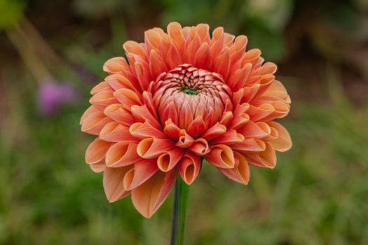 Stunning close-up of a vibrant orange dahlia flower in full bloom, showcasing its intricate petal patterns.