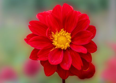 Close-up of a vibrant red dahlia flower with yellow center, showcasing nature's beauty.