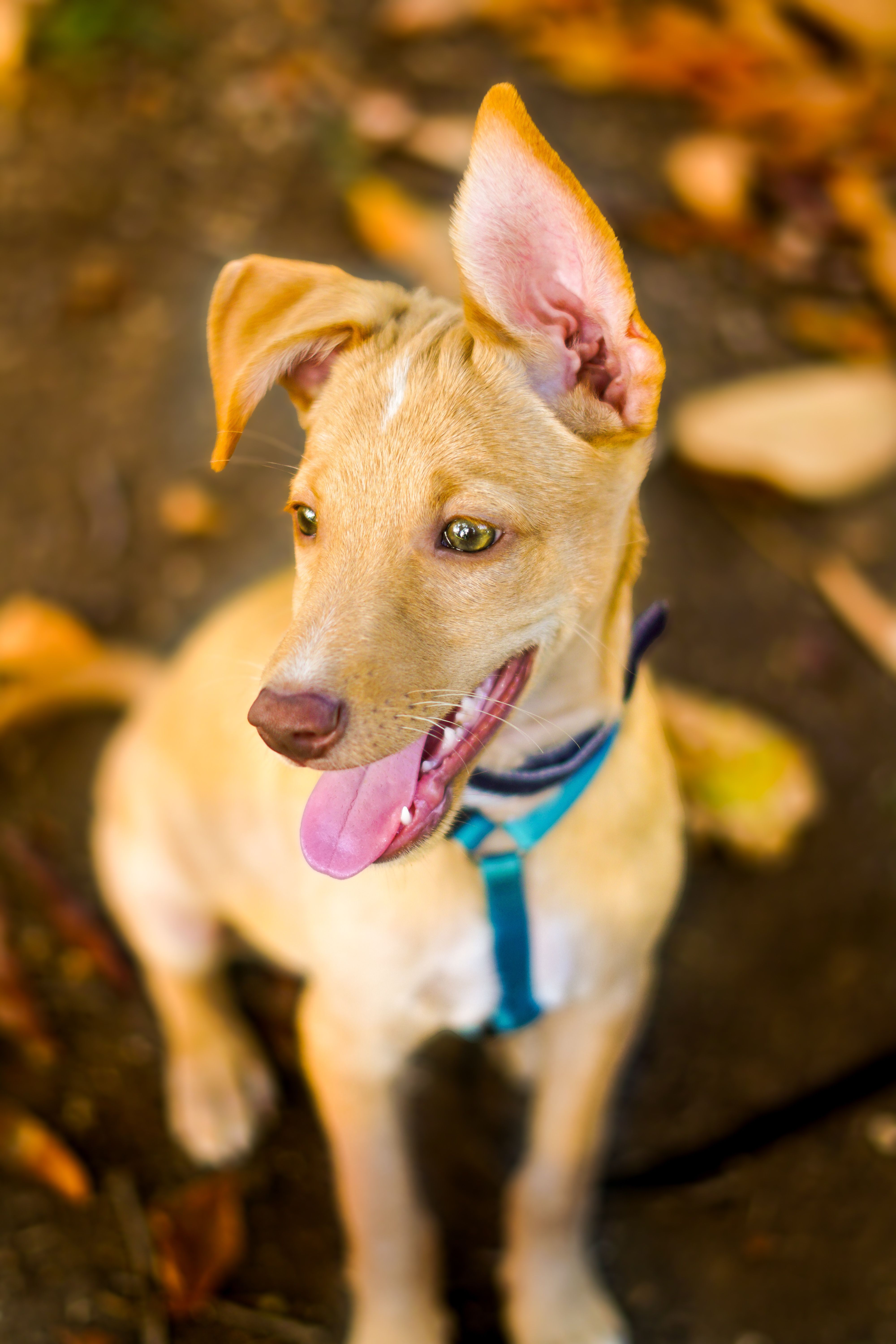 Cute puppy enjoying an autumn day outdoors in Málaga, España.