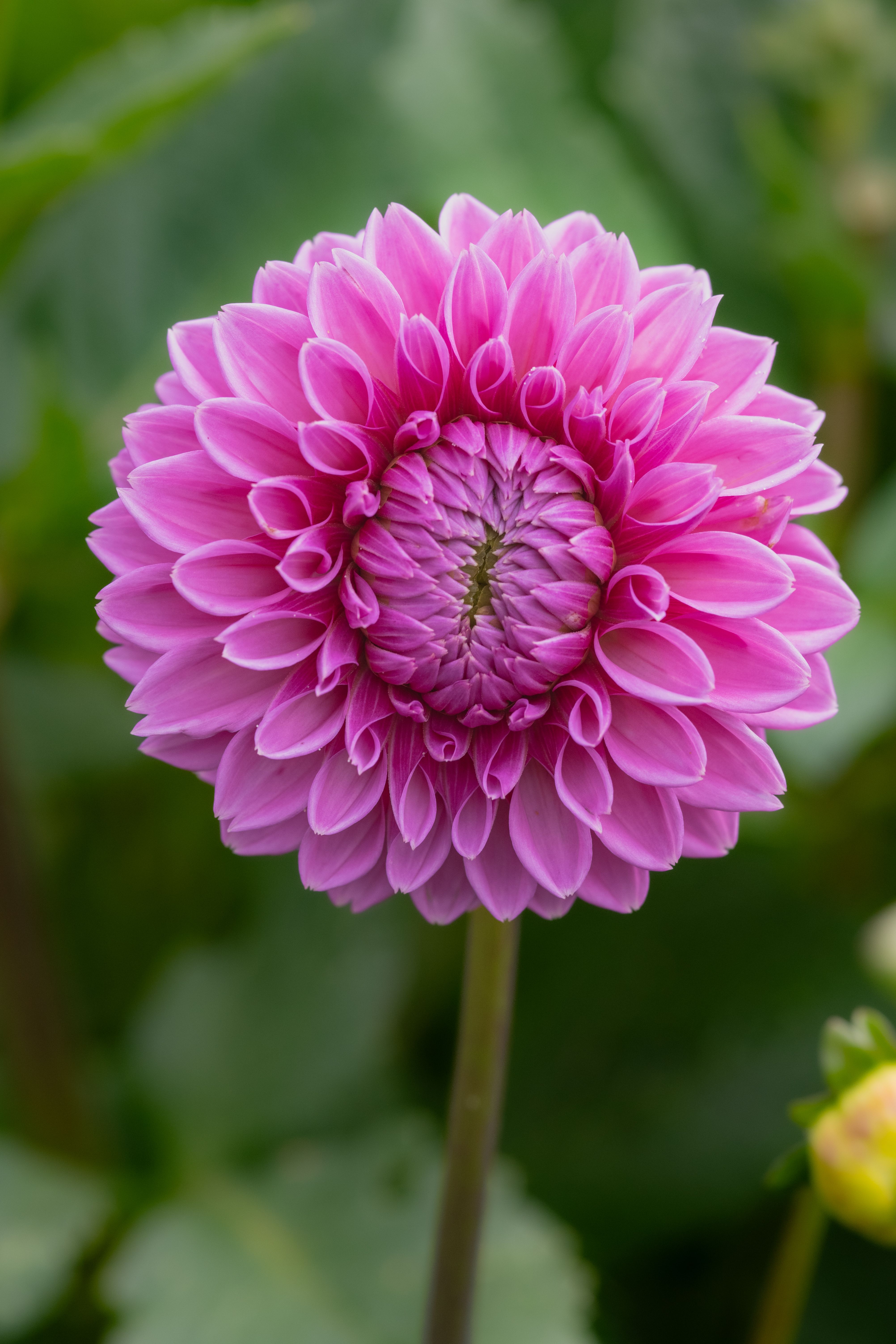 A close up of a pink flower with green leaves · Free Stock Photo