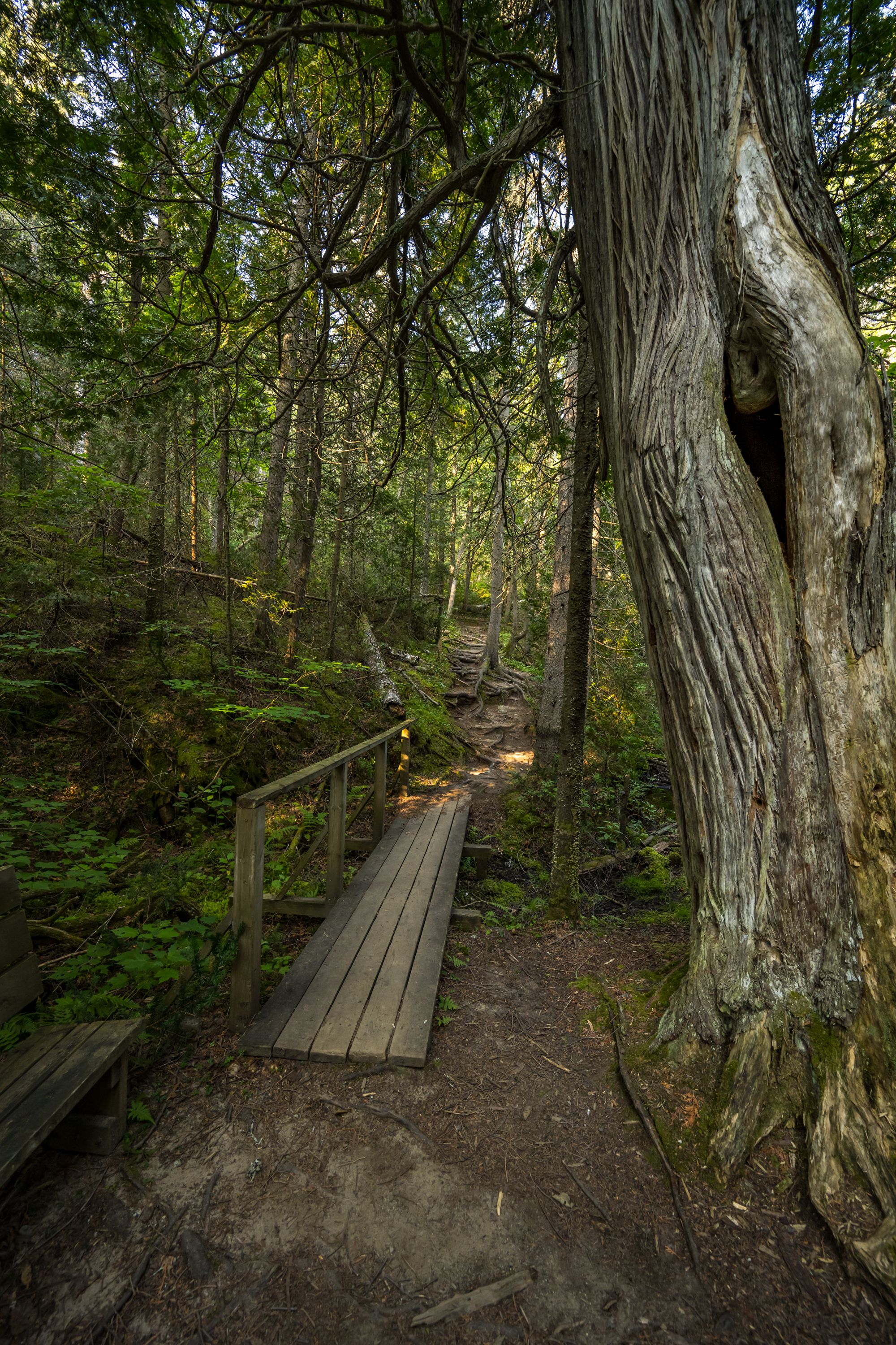 A wooden walkway leads to a tree in the woods · Free Stock Photo