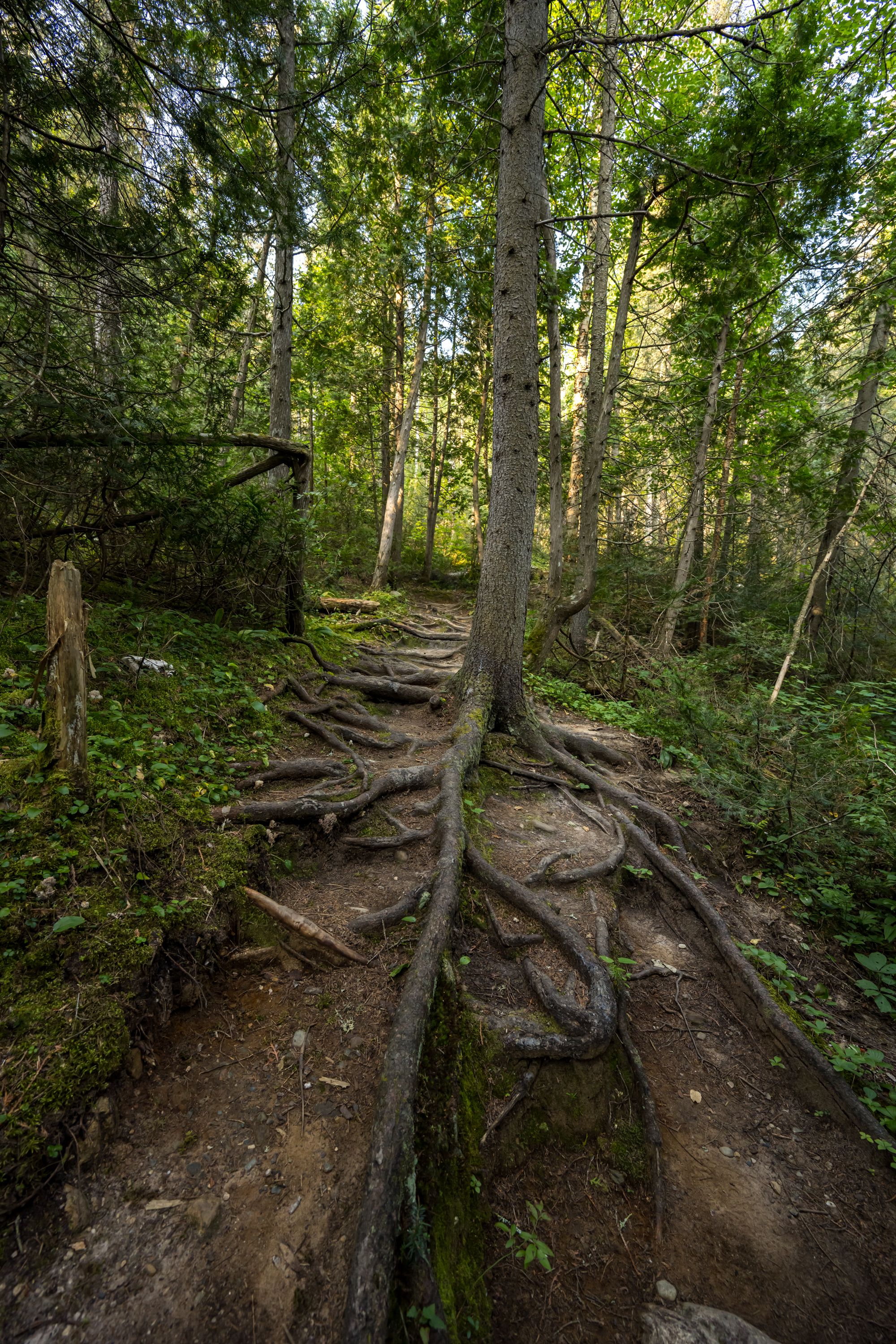A trail with roots growing out of the ground · Free Stock Photo