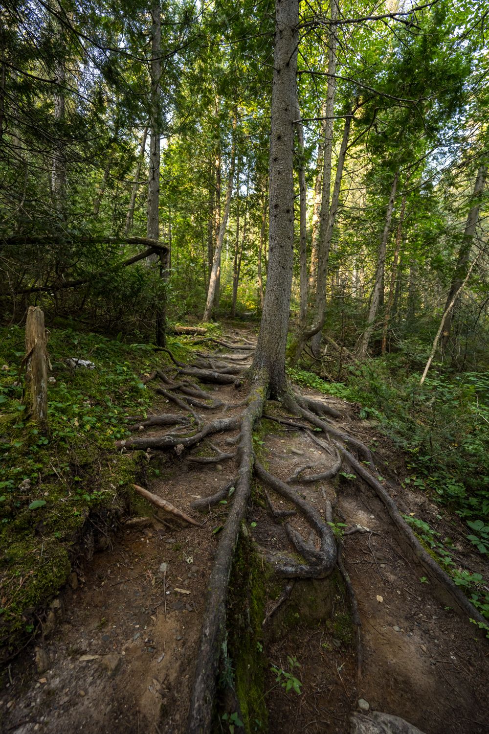 Trail Roots A trail with roots growing out of the ground · Free Stock Photo