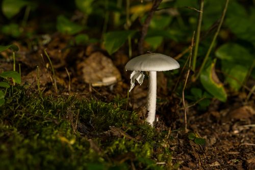 Free Detailed view of a mushroom growing in the forest among moss and leaves. Stock Photo
