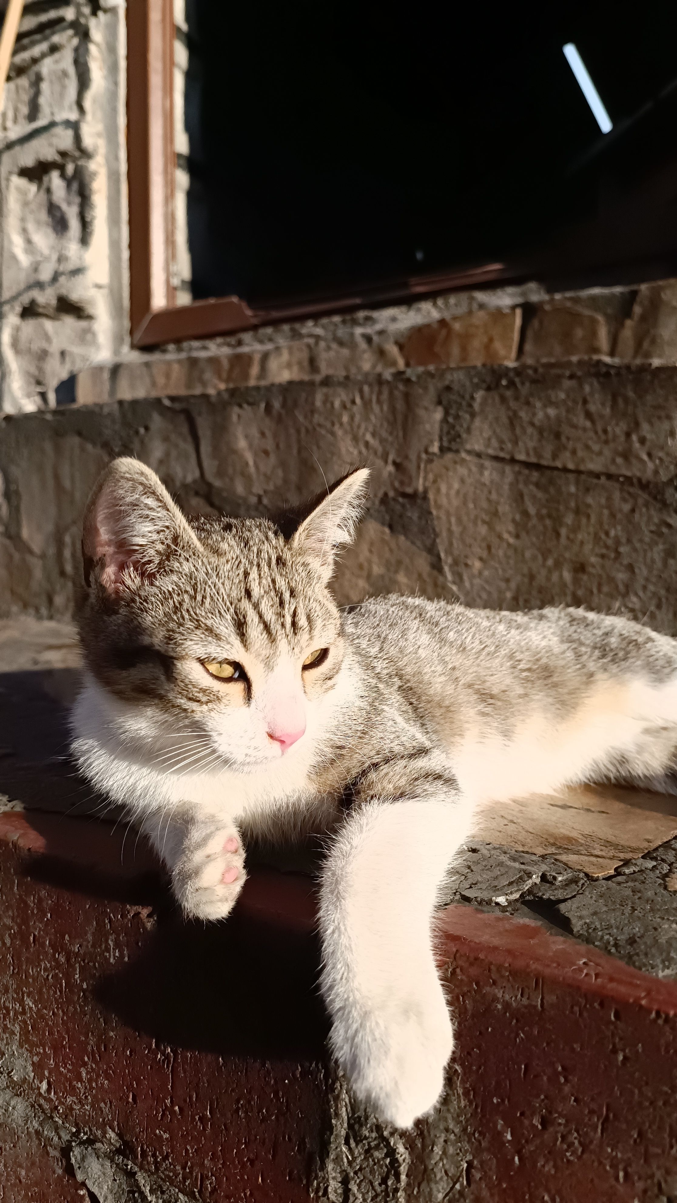 A serene tabby cat lounging in the sunlight on a stone patio, capturing a peaceful moment.