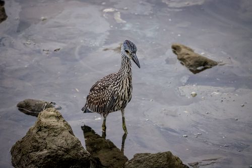Free A juvenile yellow-crowned night heron stands in a Stamford marsh, reflecting in the calm water. Stock Photo