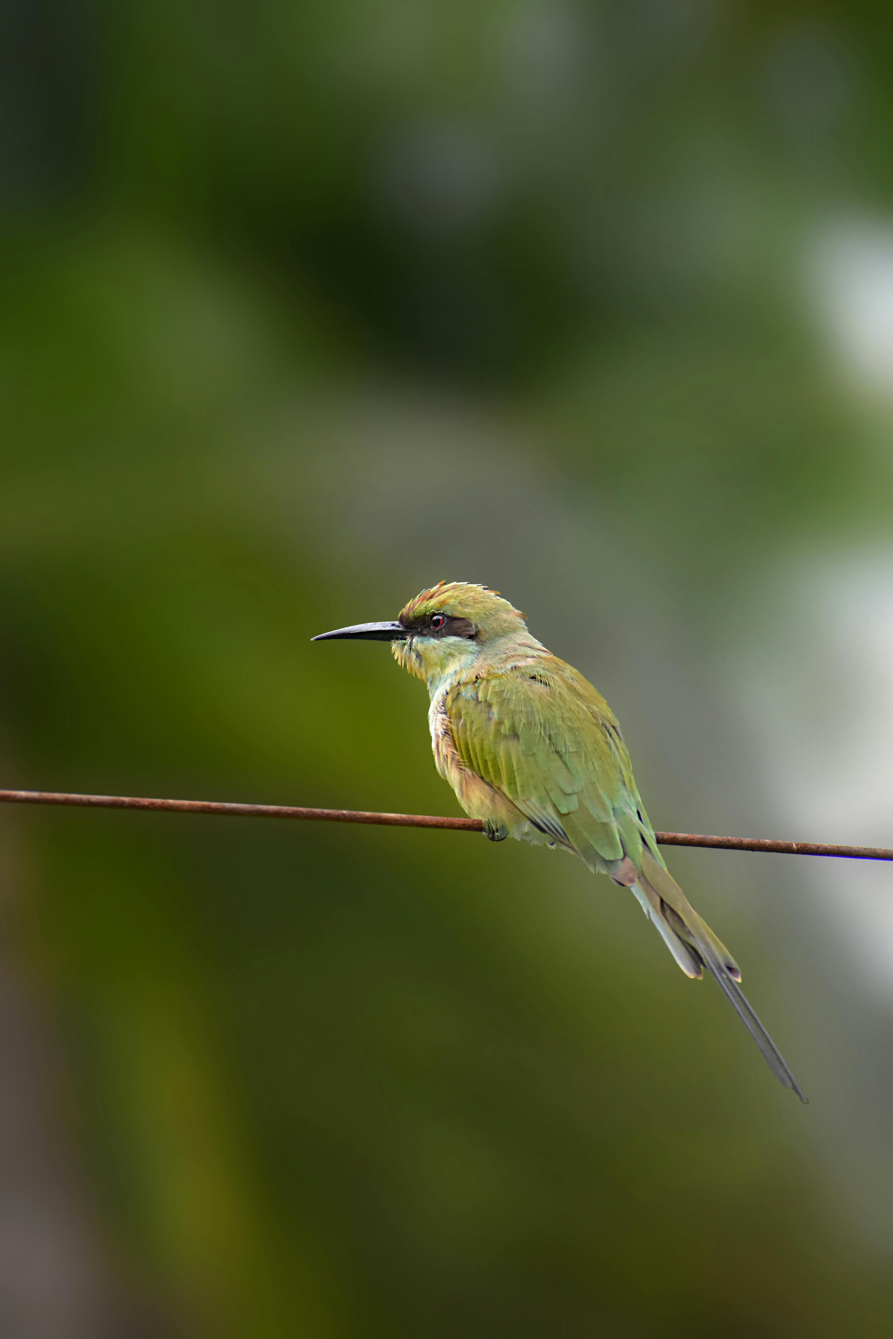 Bird Watching