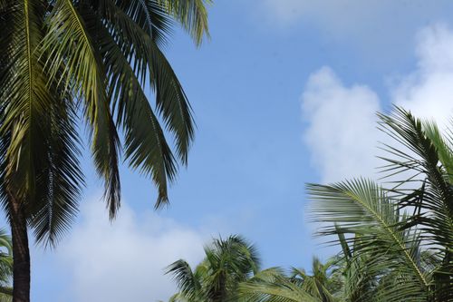 Free Lush green palm trees under a bright blue sky with white clouds, perfect for a tropical getaway. Stock Photo