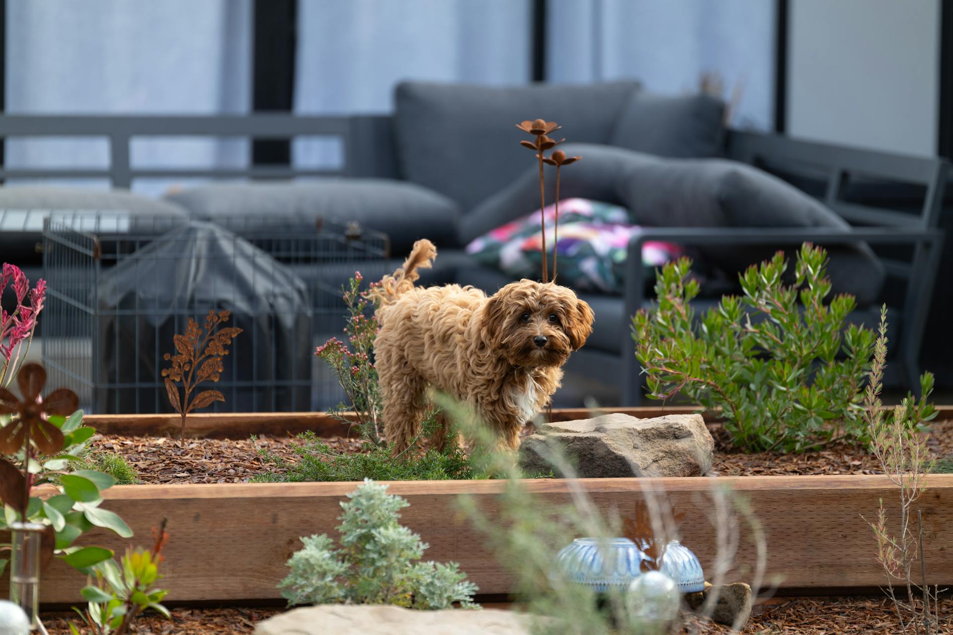 En liten hund står i en trädgård