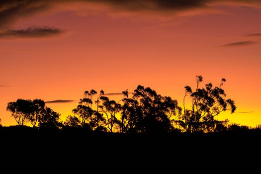 Silhouetted trees against a vibrant sunset in Royal National Park, NSW, Australia.