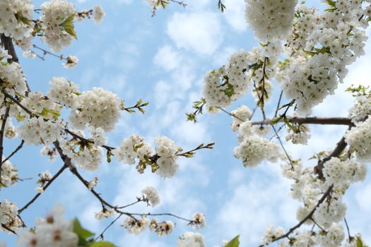 Stunning view of delicate cherry blossoms blooming under a bright spring sky.