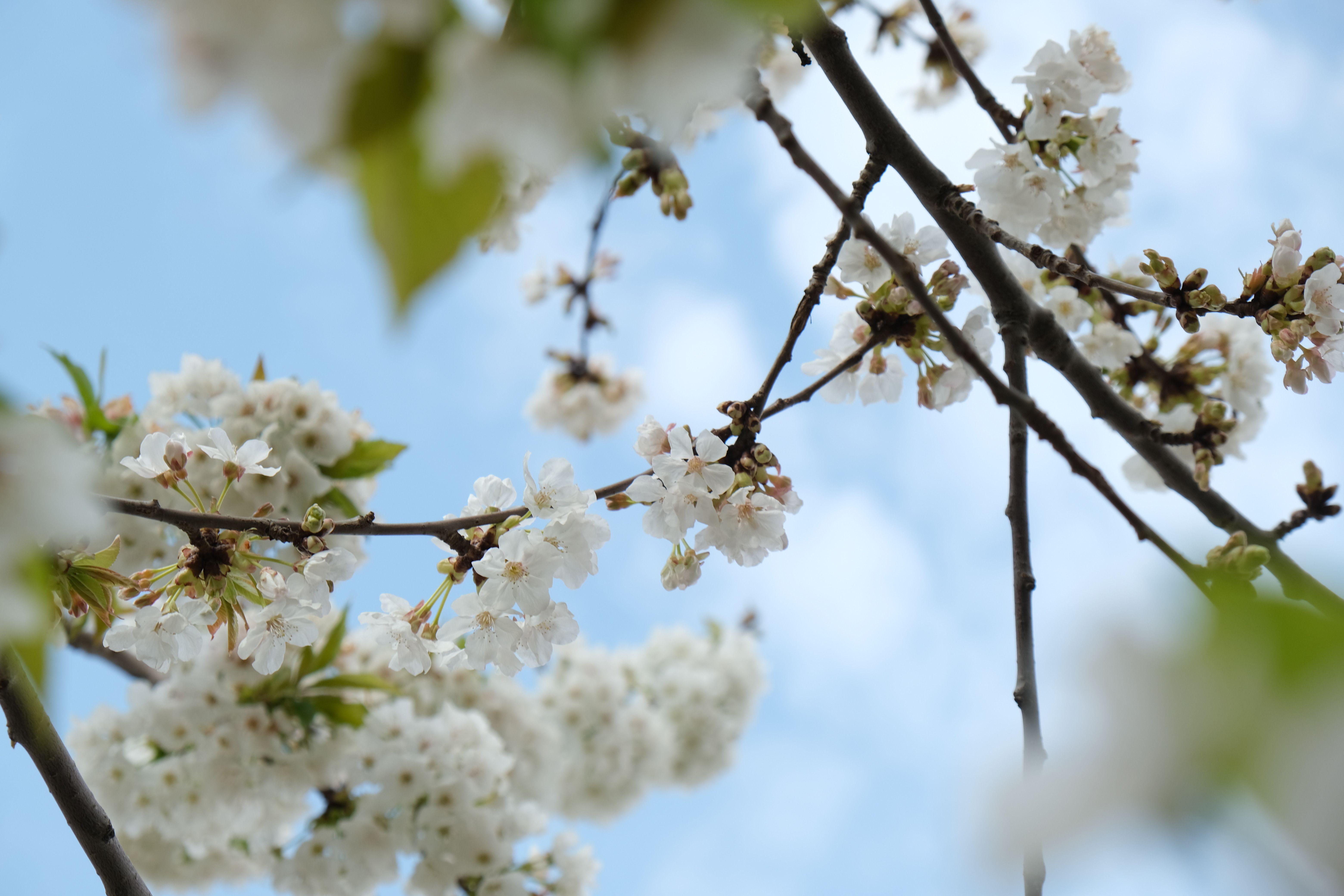A close up of white flowers on a tree branch · Free Stock Photo