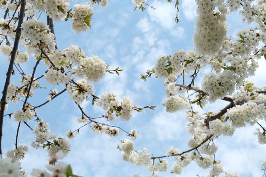 Beautiful cherry blossoms blooming under a clear blue sky, capturing the essence of spring.