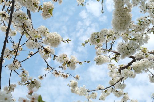 Free Beautiful cherry blossoms blooming under a clear blue sky, capturing the essence of spring. Stock Photo
