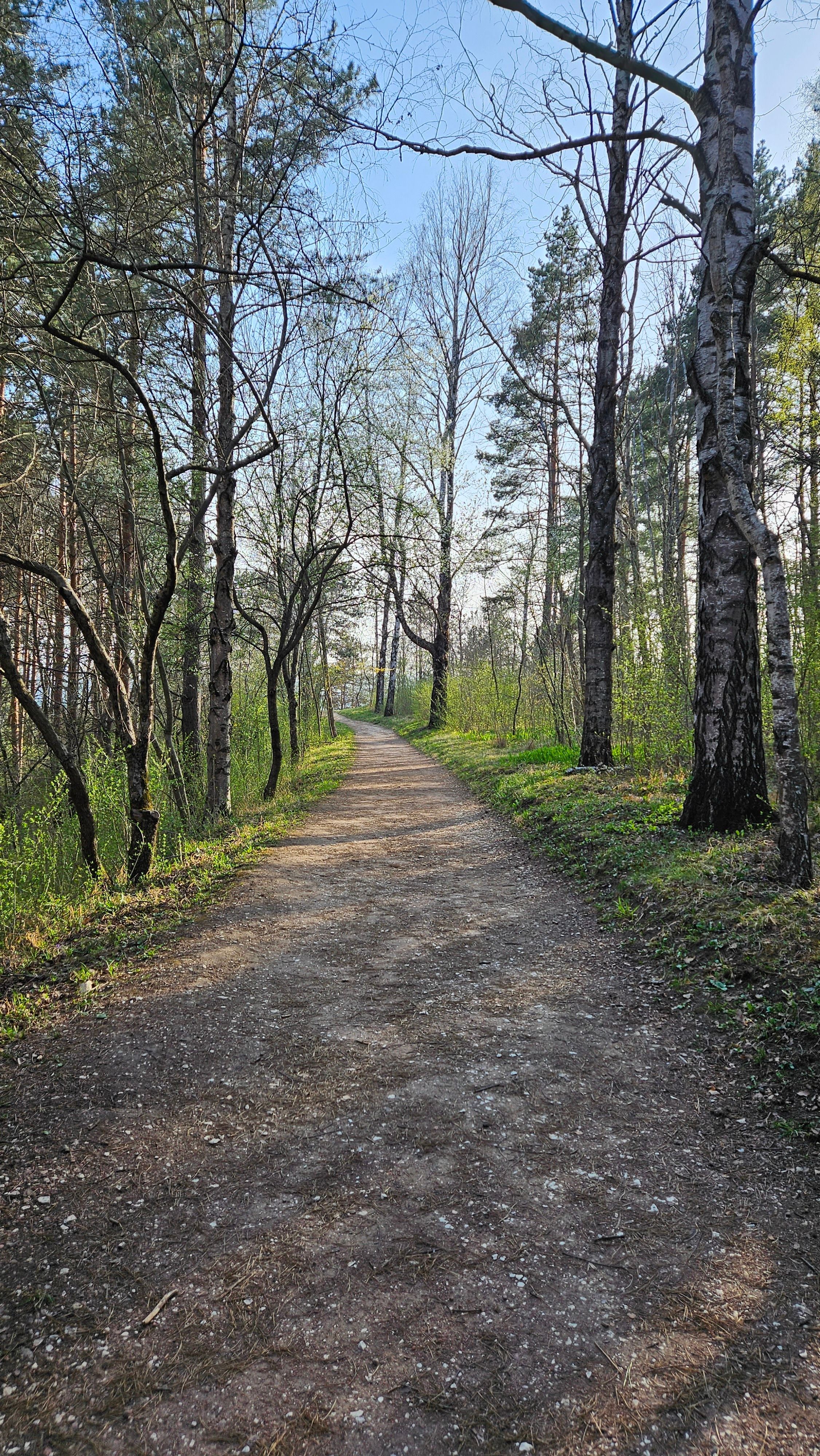 A dirt path in the woods with trees · Free Stock Photo