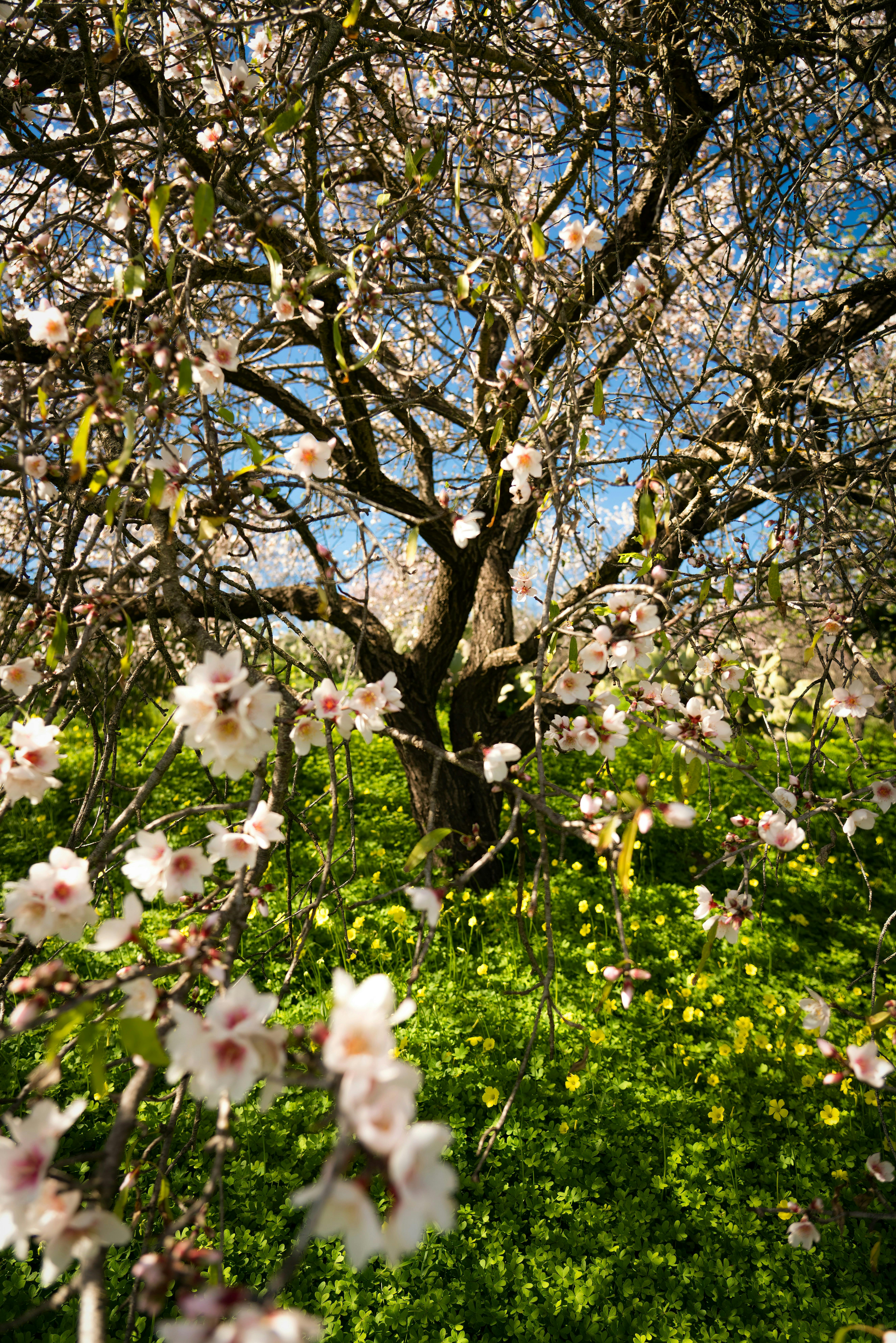 A vibrant cherry tree in full bloom under a bright blue sky, symbolizing springtime.