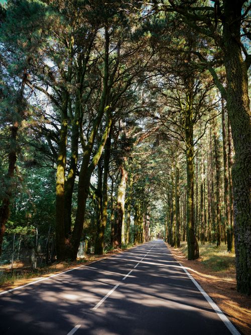Free A serene road surrounded by tall trees in a tranquil forest setting. Stock Photo