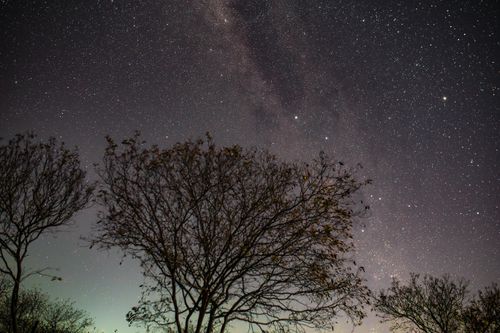 Starry Night Sky with Milky Way and Tree · Free Stock Photo