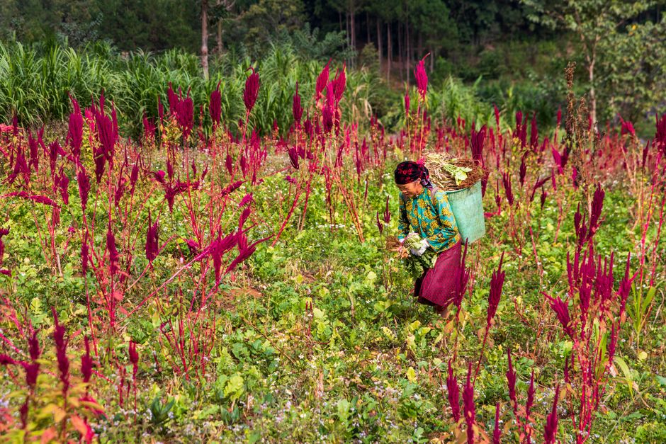 A woman gathers crops amidst tall pink flowers in a lush rural field.