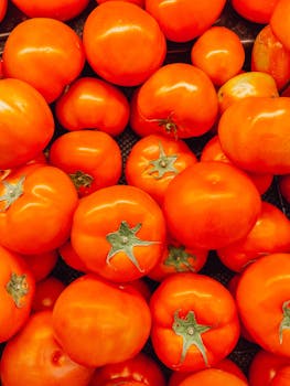 Close-up of fresh, ripe tomatoes at a market in Surabaya, East Java, Indonesia.