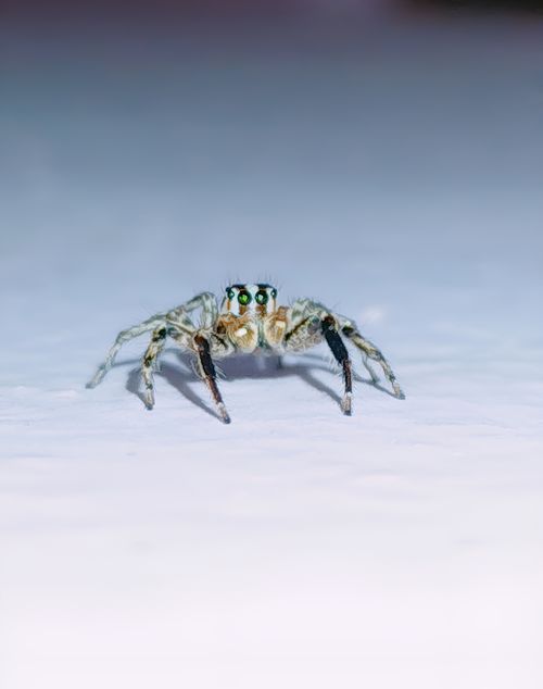 Free Close-up view of a jumping spider with green eyes standing on a white surface. Stock Photo