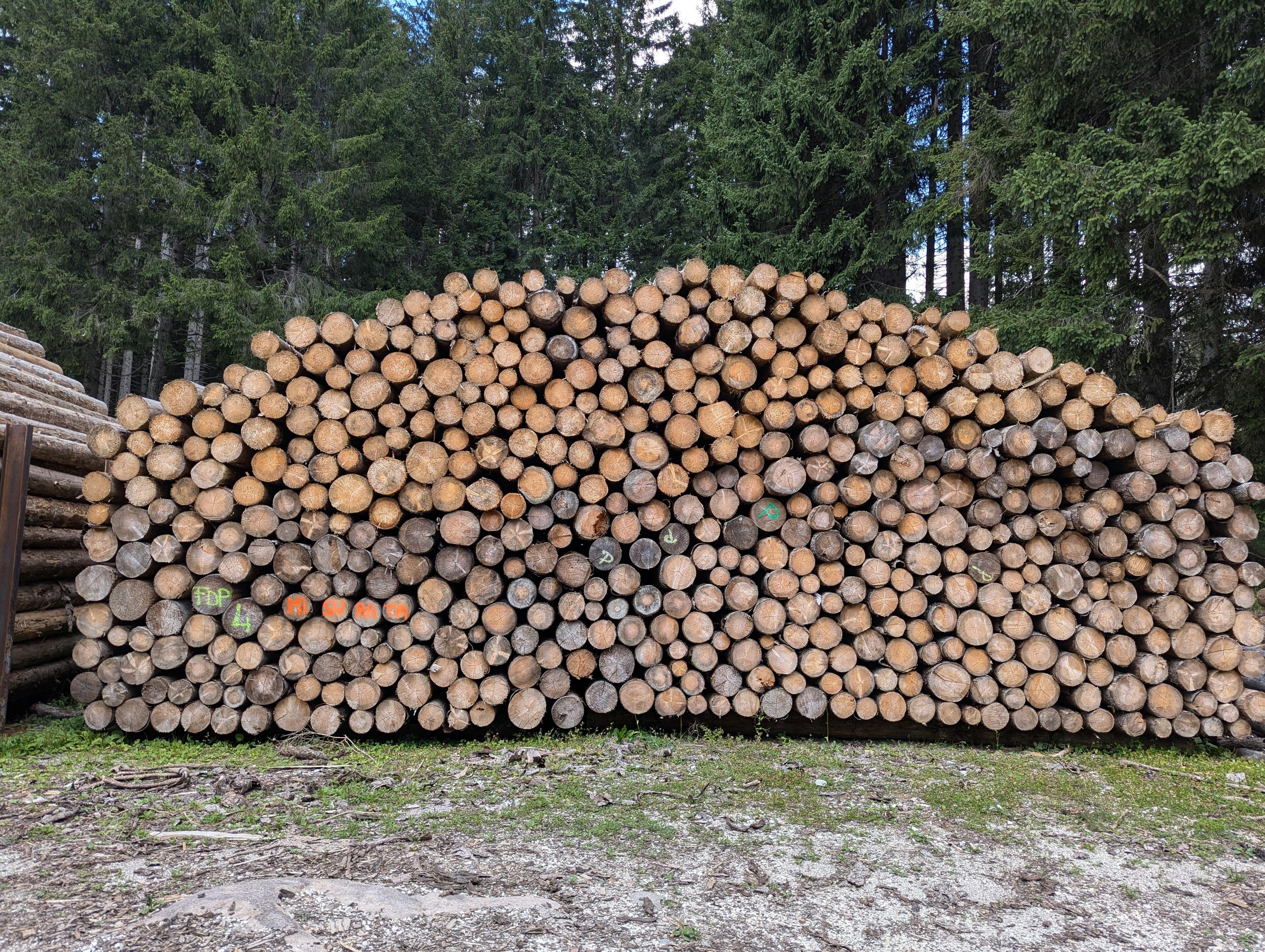 tronchi di legno alberi tagliati