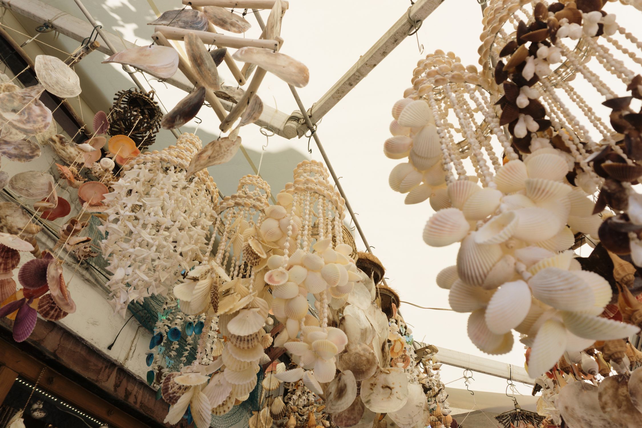 Suspended Shell A display of shells hanging from a ceiling · Free Stock Photo